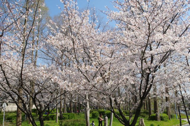 シートを広げる人達の合間からのきれいな桜。