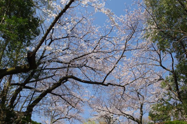 頭上のきれいな桜。