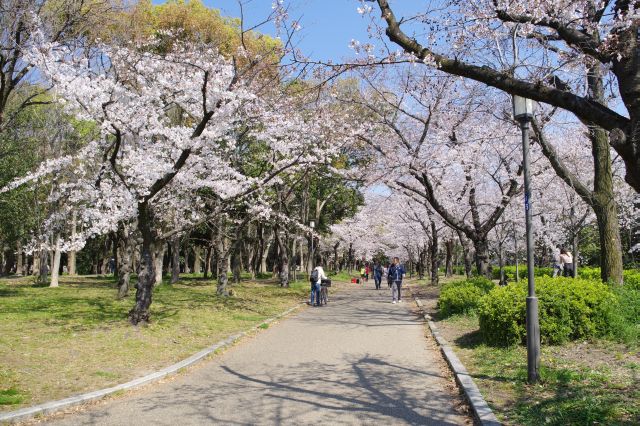 階段上から北側の「においの森」にきれいな桜のアーチが続きます。