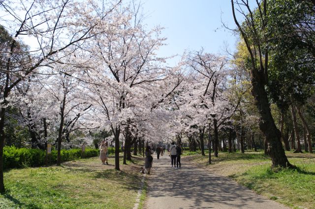 桜のアーチを振り返る。