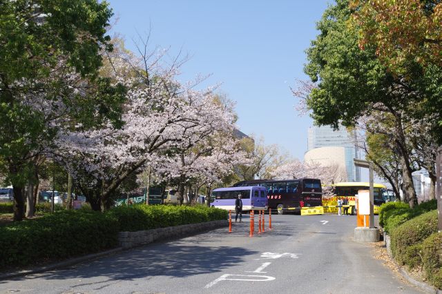 城の南側の駐車場方面へ。ここにも桜が見えます。