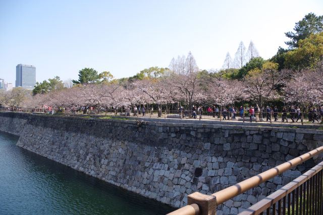 周囲は一面桜の木々。