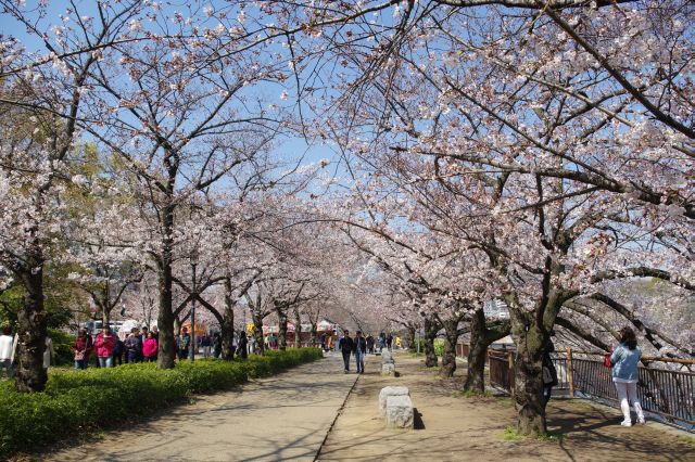 心地よい桜並木を西側の大手門方面へ進んで行きます。