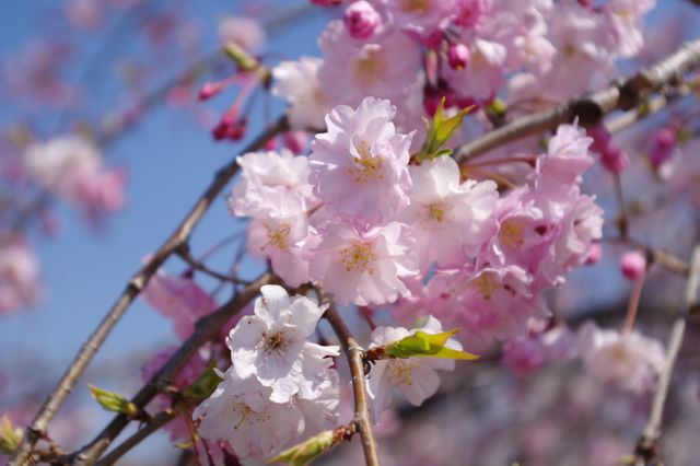 美しい桜の花びら。