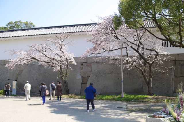 突き当りに桜の木があります。