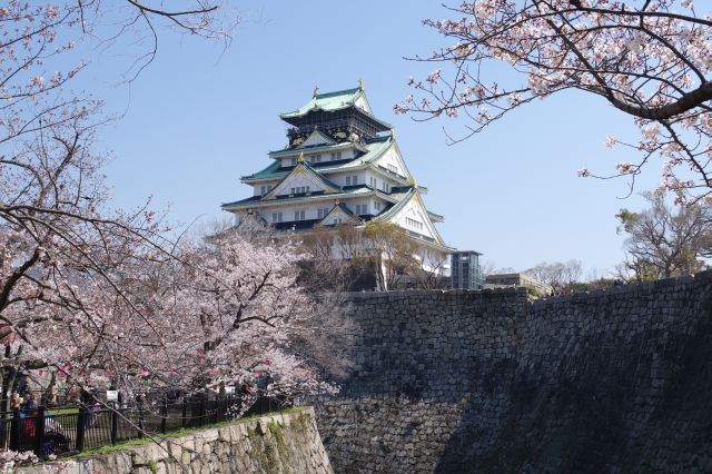 堀越しの桜と天守閣。