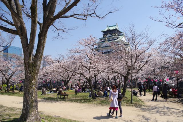 堀に少し突き出た所に桜地帯があり、花見客でにぎわいます。