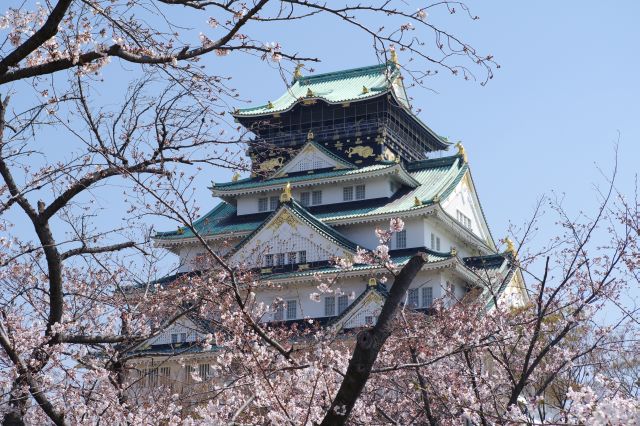 桜越しに見る天守閣は格別。