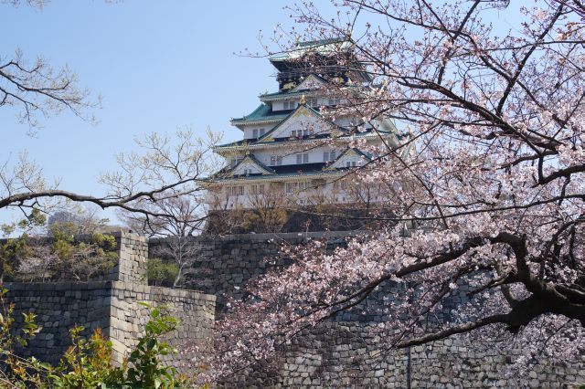 椅子に座って心地よい桜と天守閣の風景を楽しむ。