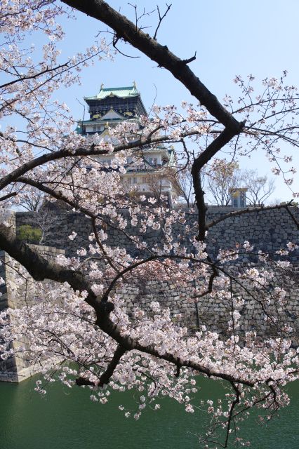 内堀に垂れる桜の枝と天守閣。