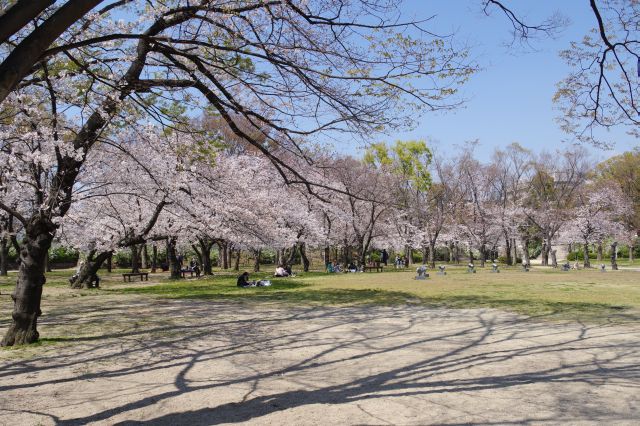 のんびりしたくなる心地よい桜の木々。