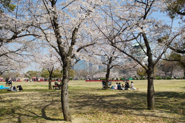 桜が楽しめる広く心地よい園内。