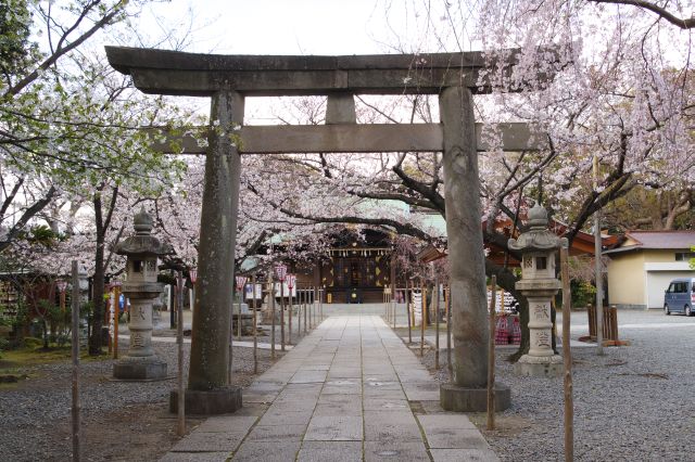 鳥居の先に桜のアーチが続きます。