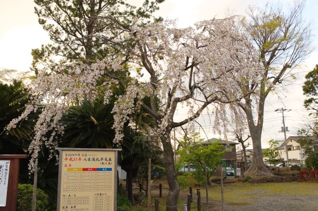 １つ１つがきれいな桜の木。奥にはソテツ。