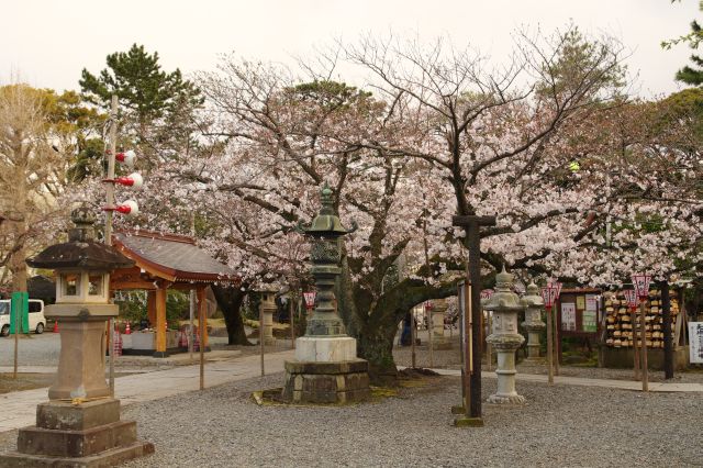 静かでコンパクトな境内にひしめくきれいな桜。