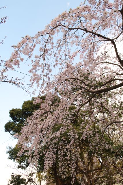 見上げる心地よい桜。