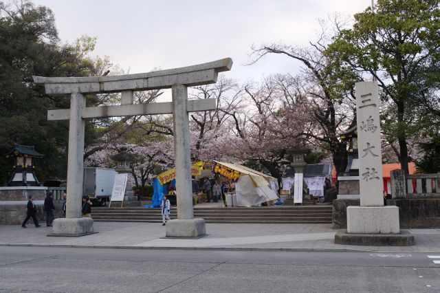 三嶋大社の桜の写真ページへ