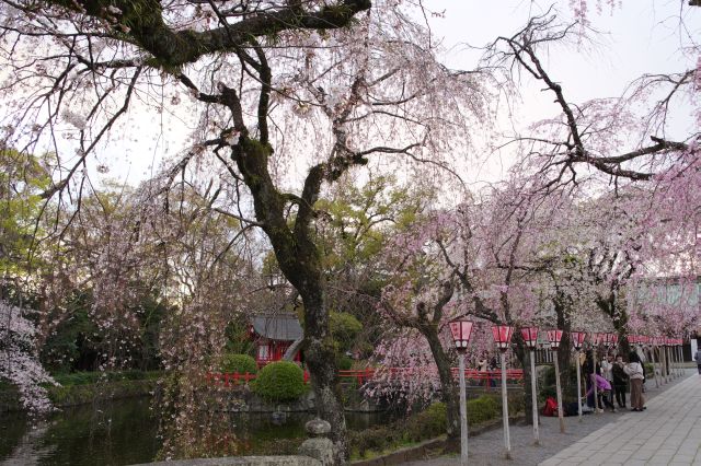 様々な桜が混在してきれい。