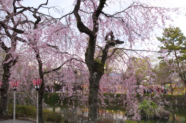 ピンク色の濃い桜。