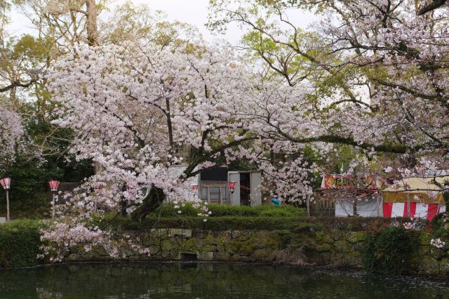 受けの向こうの大きな桜の木。