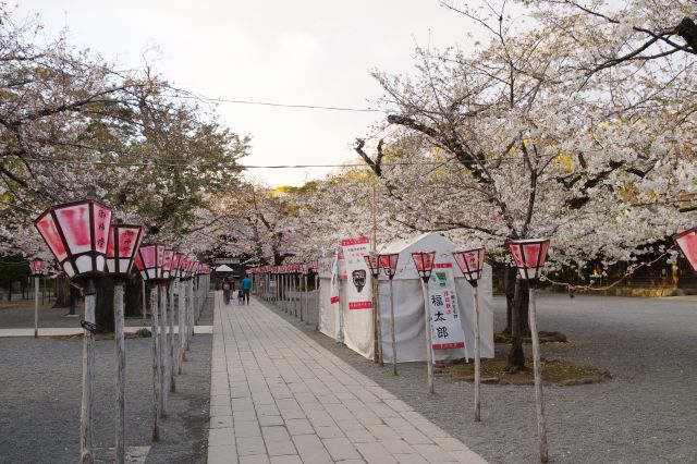 桜並木の参道を進みます。