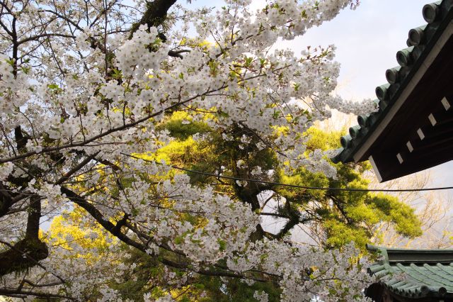 美しい桜の木。