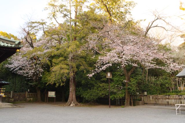 右側には桜の木。