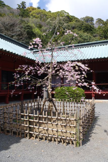 境内の桜の木。