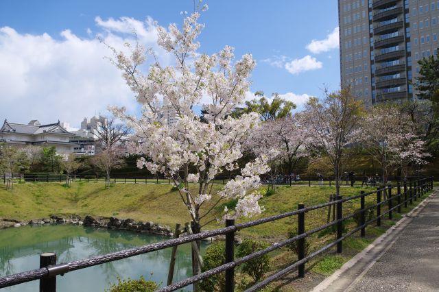 お城の遺構を感じながら花見ができる場所。