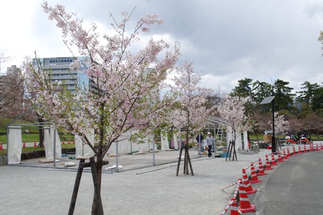 園内の桜並木。