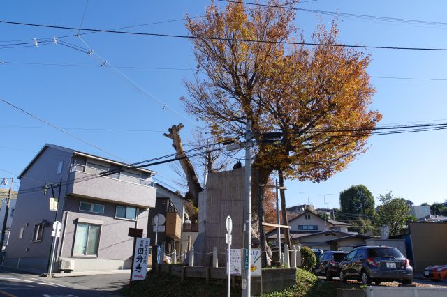坂を上ると県指定天然記念物の海老名の大ケヤキ。現寺はこの木の右、僧寺跡は左。