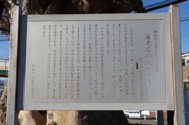 海老名の大ケヤキの解説。