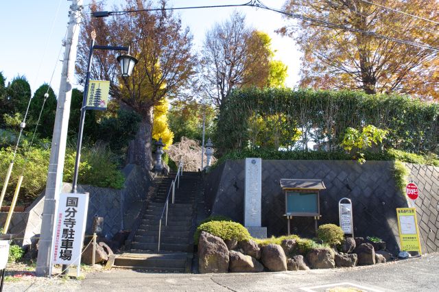 大ケヤキの先に相模国分寺。