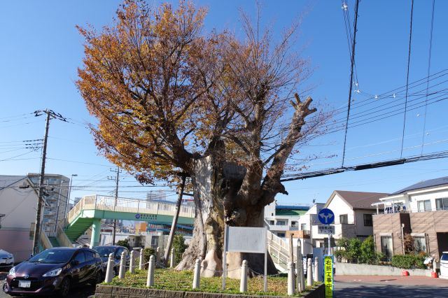 幹の太い力強い木です。