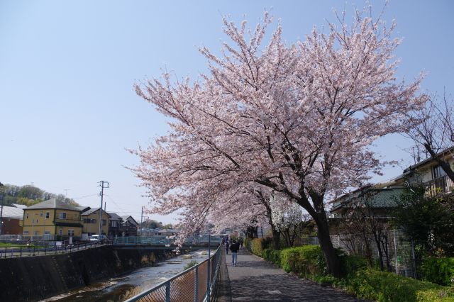 振り返る。桜を見に人々が行き交います。