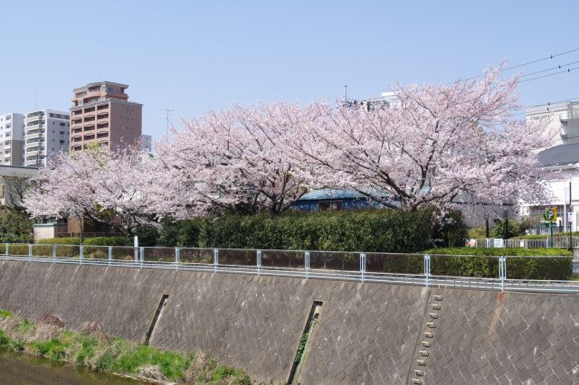 対岸より。