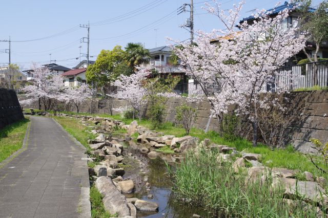 トンネルをくぐると桜の木が点在しています。