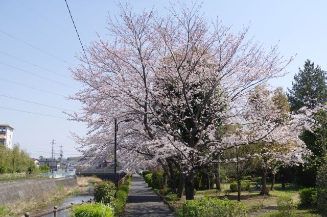 桜の方に向かいます。右も小公園で自然豊か。