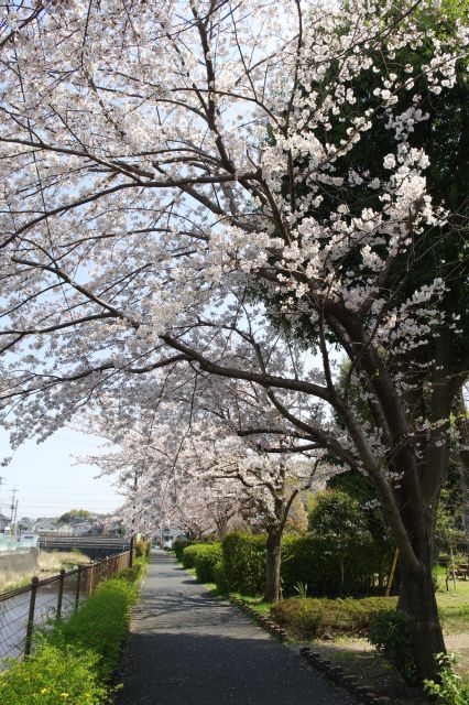 頭上を覆う心地よい川沿いの桜。