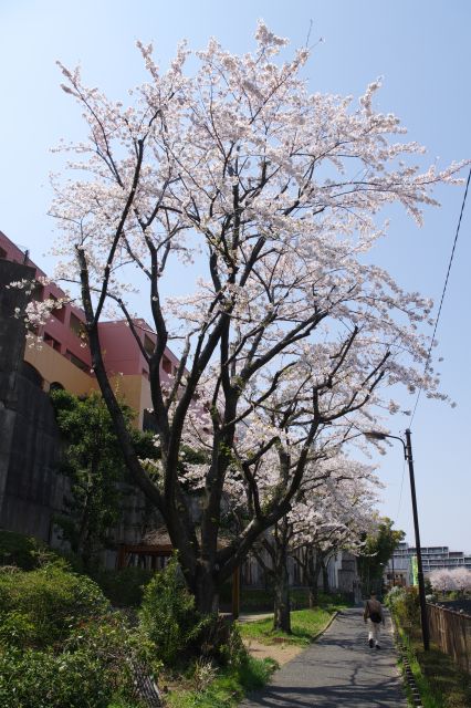 橋の先に進むとベンチのある小公園に桜があります。