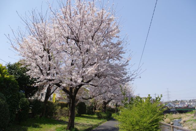 川の音がする合流地点を過ぎて桜の木々へ。