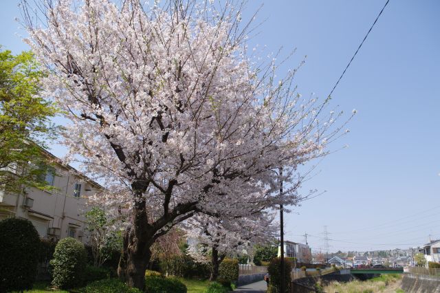 川沿いの心地よい桜の木々。