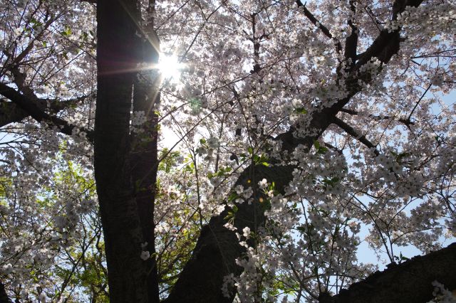 木漏れ日と桜。