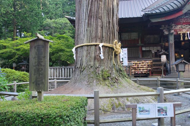 歴史を感じさせる巨大な幹。