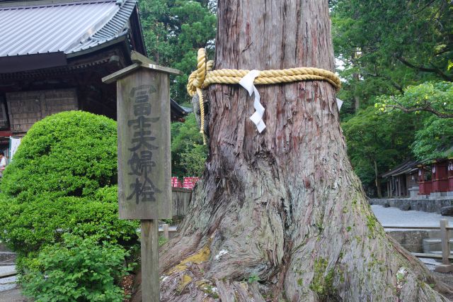 根元の太い幹。