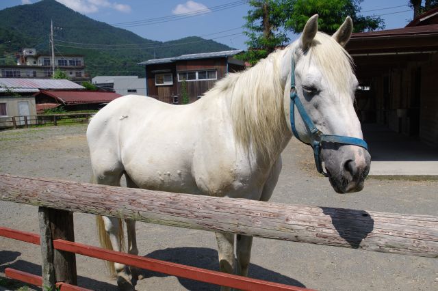 流鏑馬に使う神馬が飼育されています。