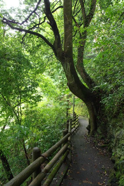 ある程度降りると緑豊かな平らな遊歩道へ。駅前より涼しい。