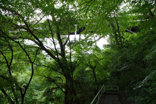 北氷川橋が見え散策路は川から離れます。