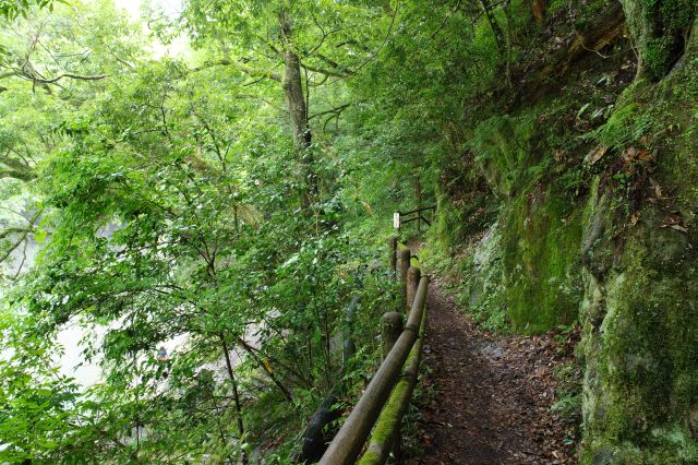 苔の生えた岩場と川にせり出した木々に囲まれた自然豊かな散策路。水の音、セミの声、涼しくて心地よい。