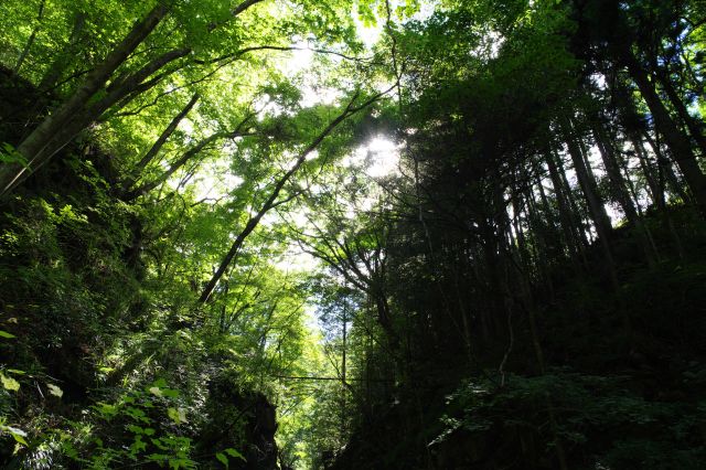 滝の上の木漏れ日も幻想的。